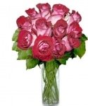 12 Fire and Ice Roses