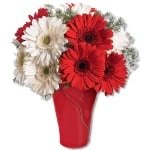 Bright Gerbera
