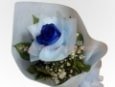 1-Stem Blue Rose