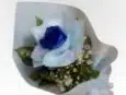 1-Stem Blue Rose