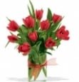 Royal Red Tulip