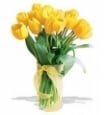 Bright Yellow Tulip