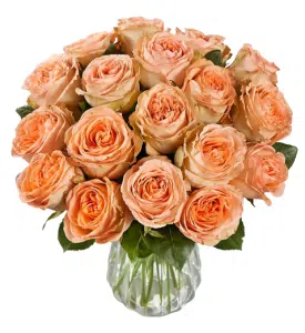 Ecuadorian Roses