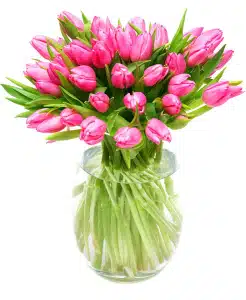 Precious Pink Tulips