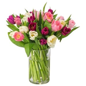 Tulips Elegance Flower