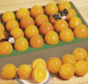 2 dozen of juicy oranges
