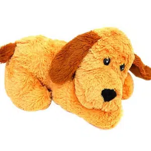 Cute Teddy Dog