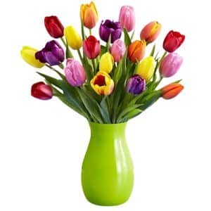 Mixed Tulip Collection